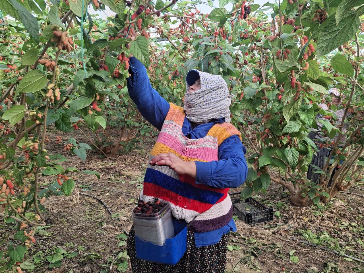 Hasat başladı, çoğunu Arap ülkeleri yiyecek 3